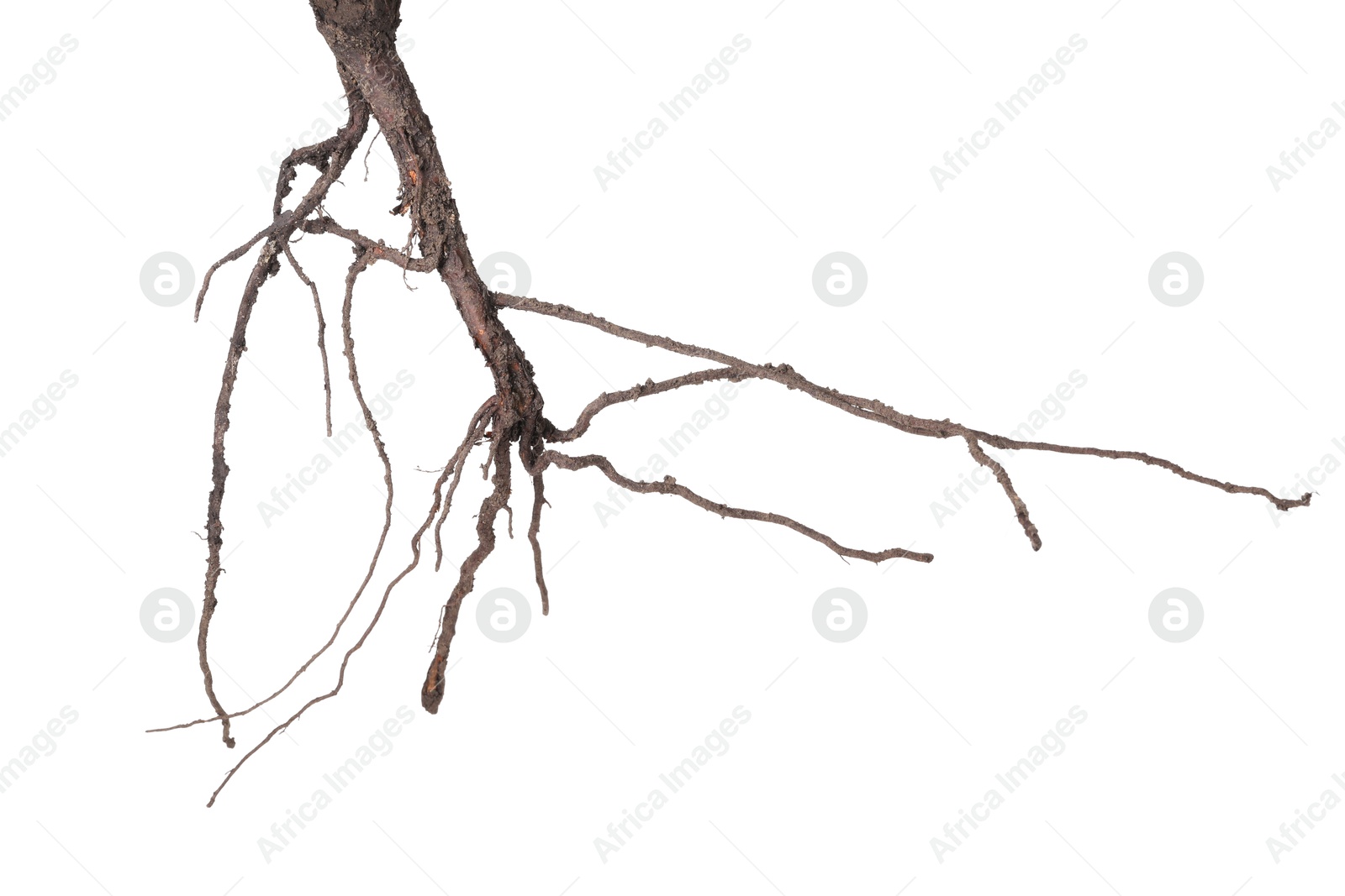 One plant with root isolated on white Photo of One plant with root isolated on white