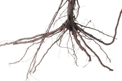 Photo of One plant with root isolated on white