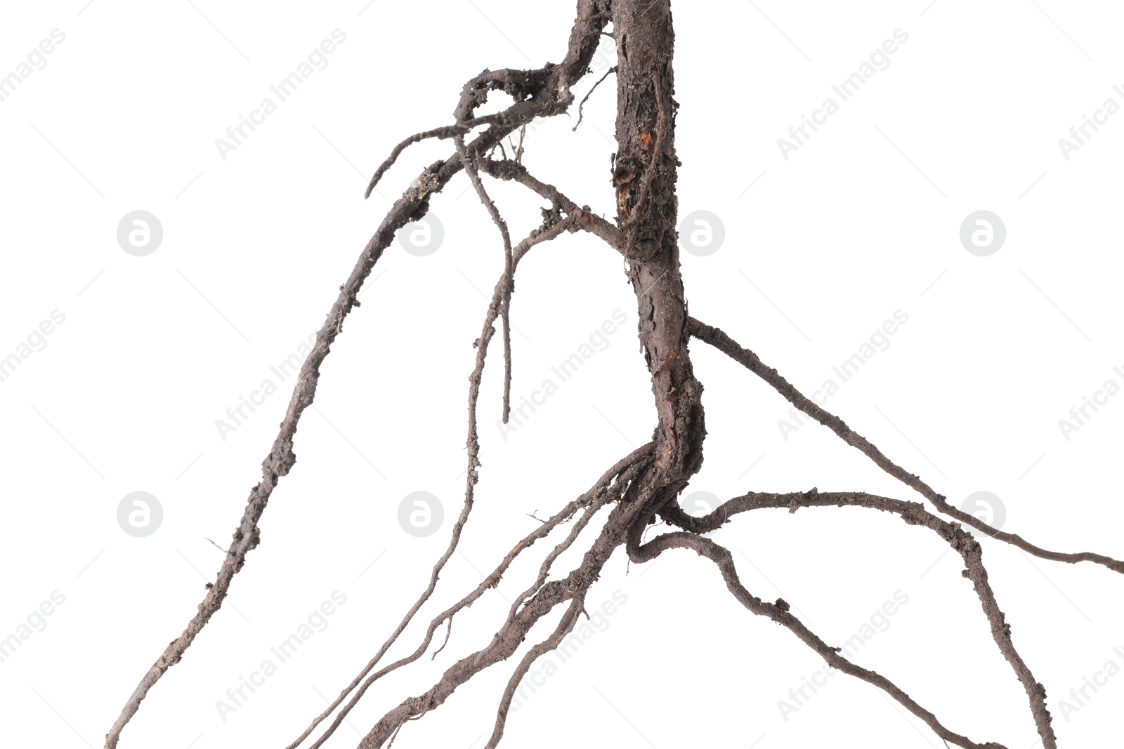 One plant with root isolated on white Photo of One plant with root isolated on white