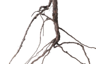 Photo of One plant with root isolated on white