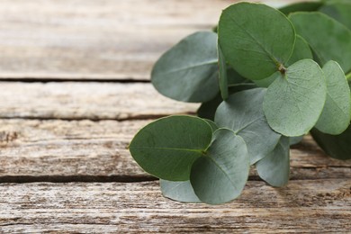 Photo of Beautiful eucalyptus branch on wooden table, closeup. Space for text