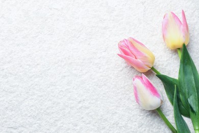 Photo of Beautiful tulips on light textured background, top view. Space for text