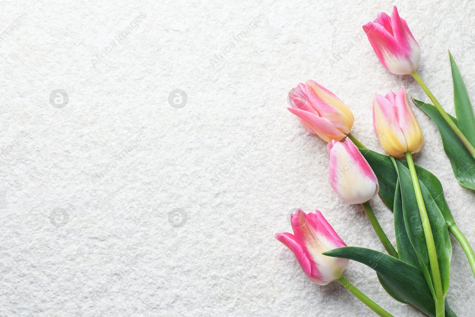 Photo of Beautiful tulips on light textured background, top view. Space for text