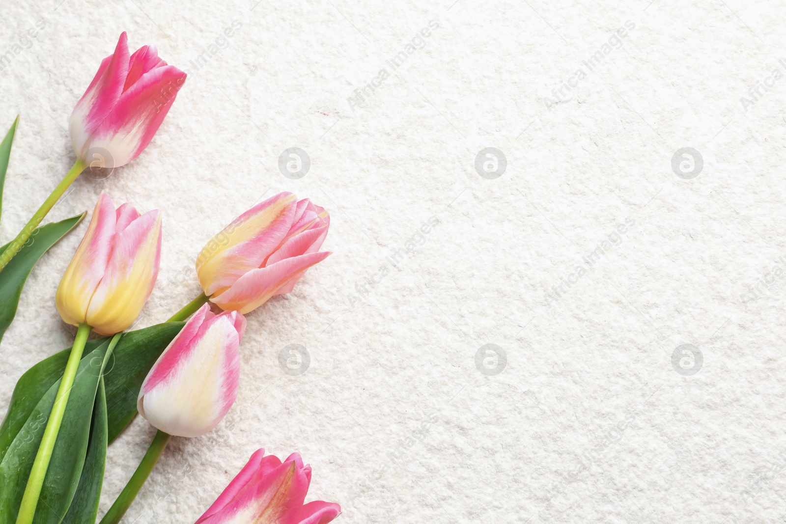 Beautiful tulips on light textured background, top view. Space for text Photo of Beautiful tulips on light textured background, top view. Space for text