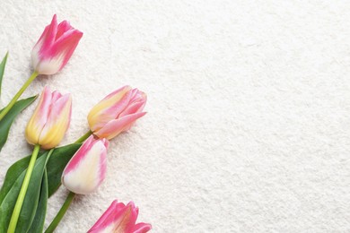 Photo of Beautiful tulips on light textured background, top view. Space for text