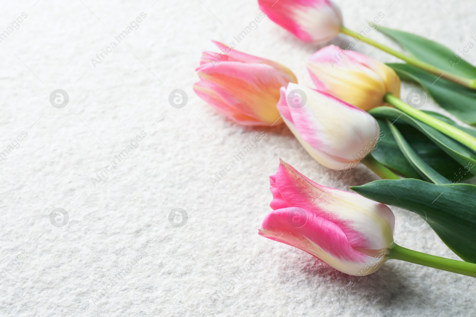 Beautiful tulips on light textured background, closeup. Space for text Photo of Beautiful tulips on light textured background, closeup. Space for text
