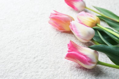 Photo of Beautiful tulips on light textured background, closeup. Space for text