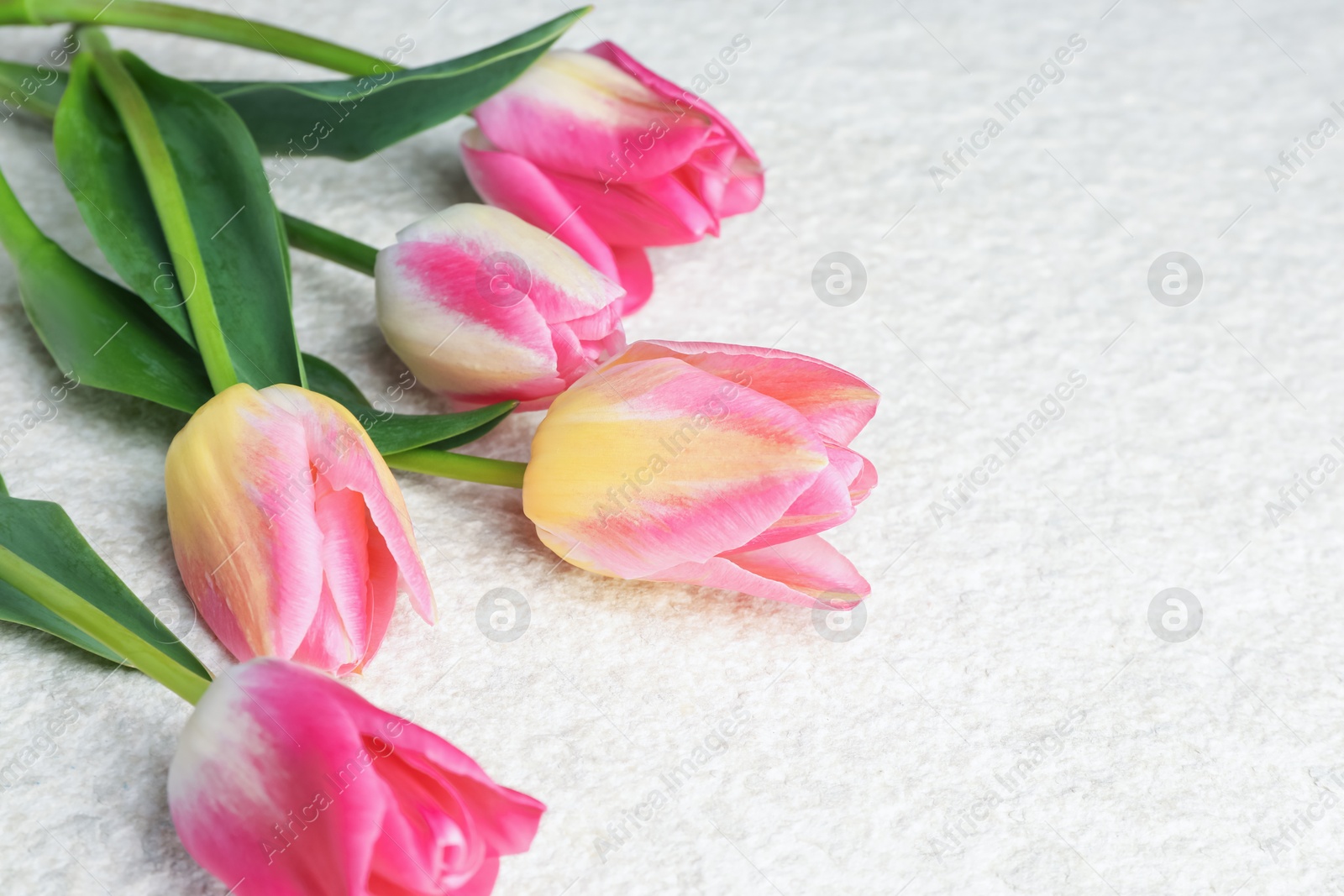 Photo of Beautiful tulips on light textured background, closeup
