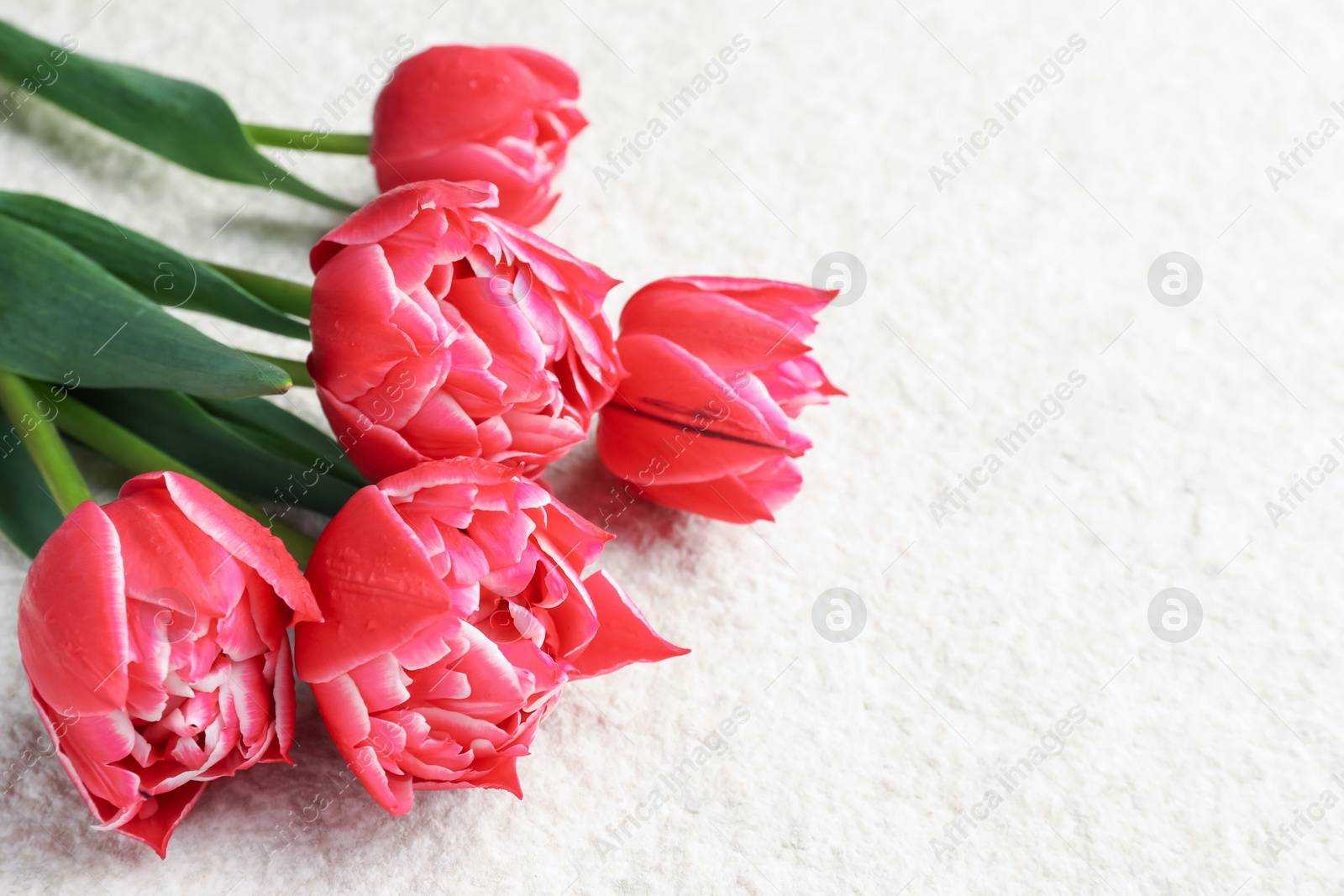 Beautiful tulips on light textured background, closeup. Space for text Photo of Beautiful tulips on light textured background, closeup. Space for text