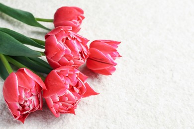 Photo of Beautiful tulips on light textured background, closeup. Space for text
