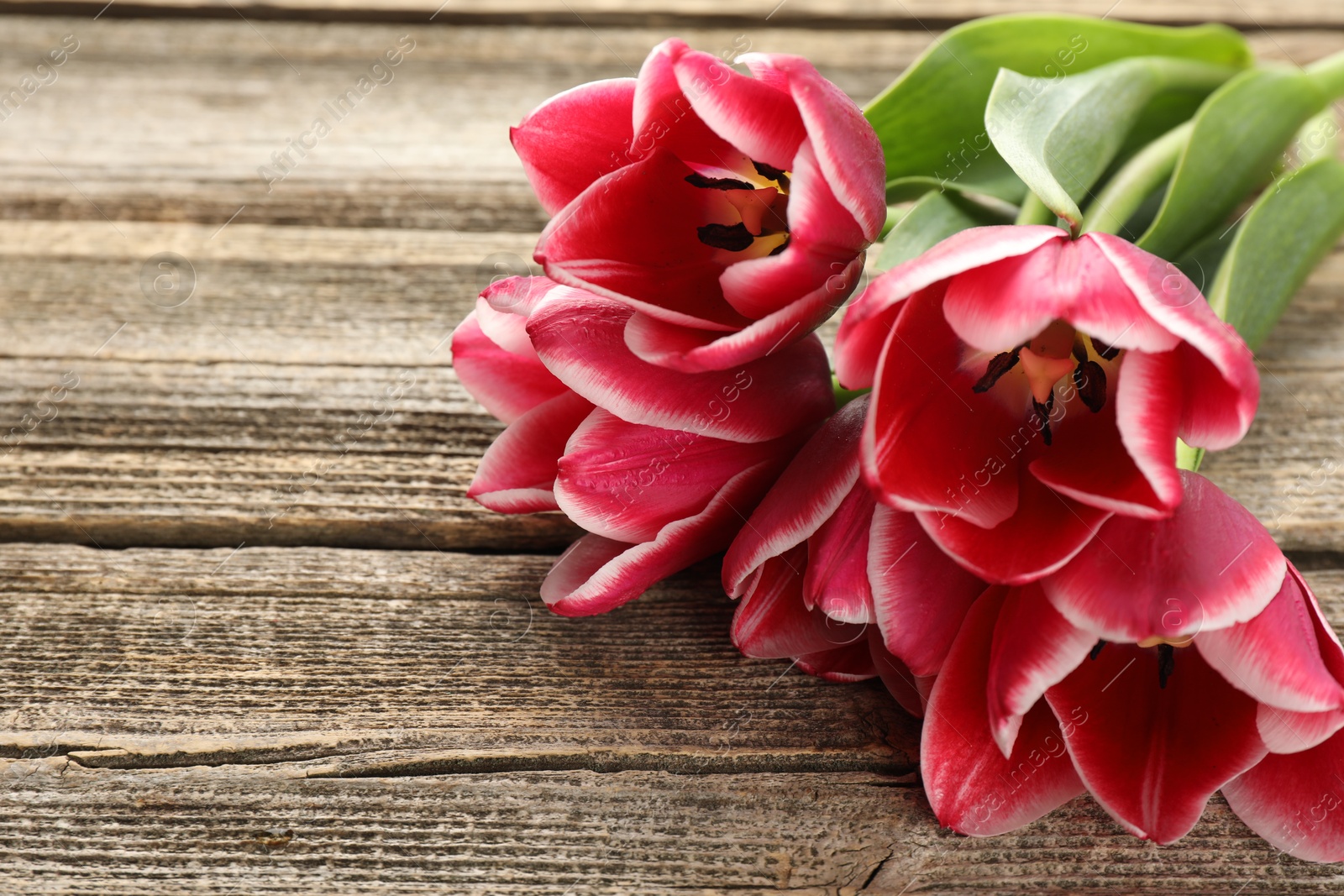Beautiful tulip flowers on wooden background, closeup. Space for text Photo of Beautiful tulip flowers on wooden background, closeup. Space for text