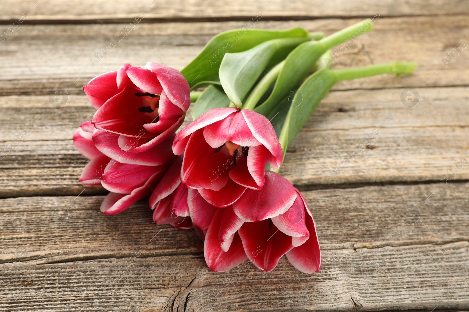 Beautiful tulip flowers on wooden background, closeup Photo of Beautiful tulip flowers on wooden background, closeup
