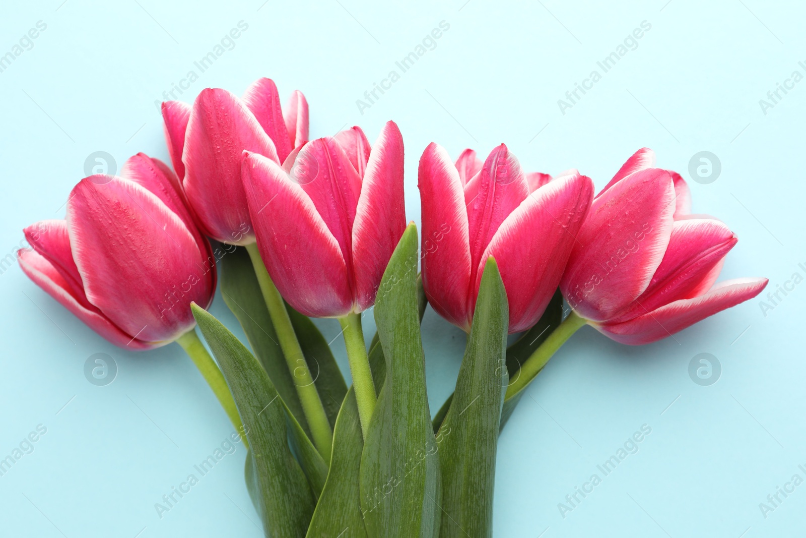 Beautiful tulip flowers on light background, top view Photo of Beautiful tulip flowers on light background, top view