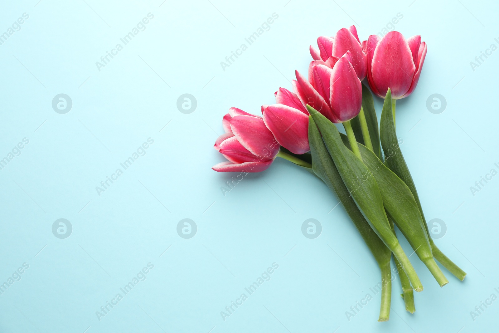 Beautiful tulip flowers on light background, top view. Space for text Photo of Beautiful tulip flowers on light background, top view. Space for text