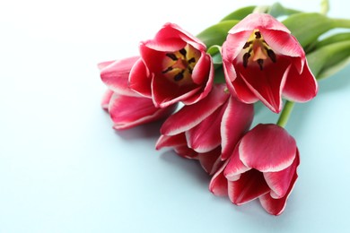 Photo of Beautiful tulip flowers on light background, closeup