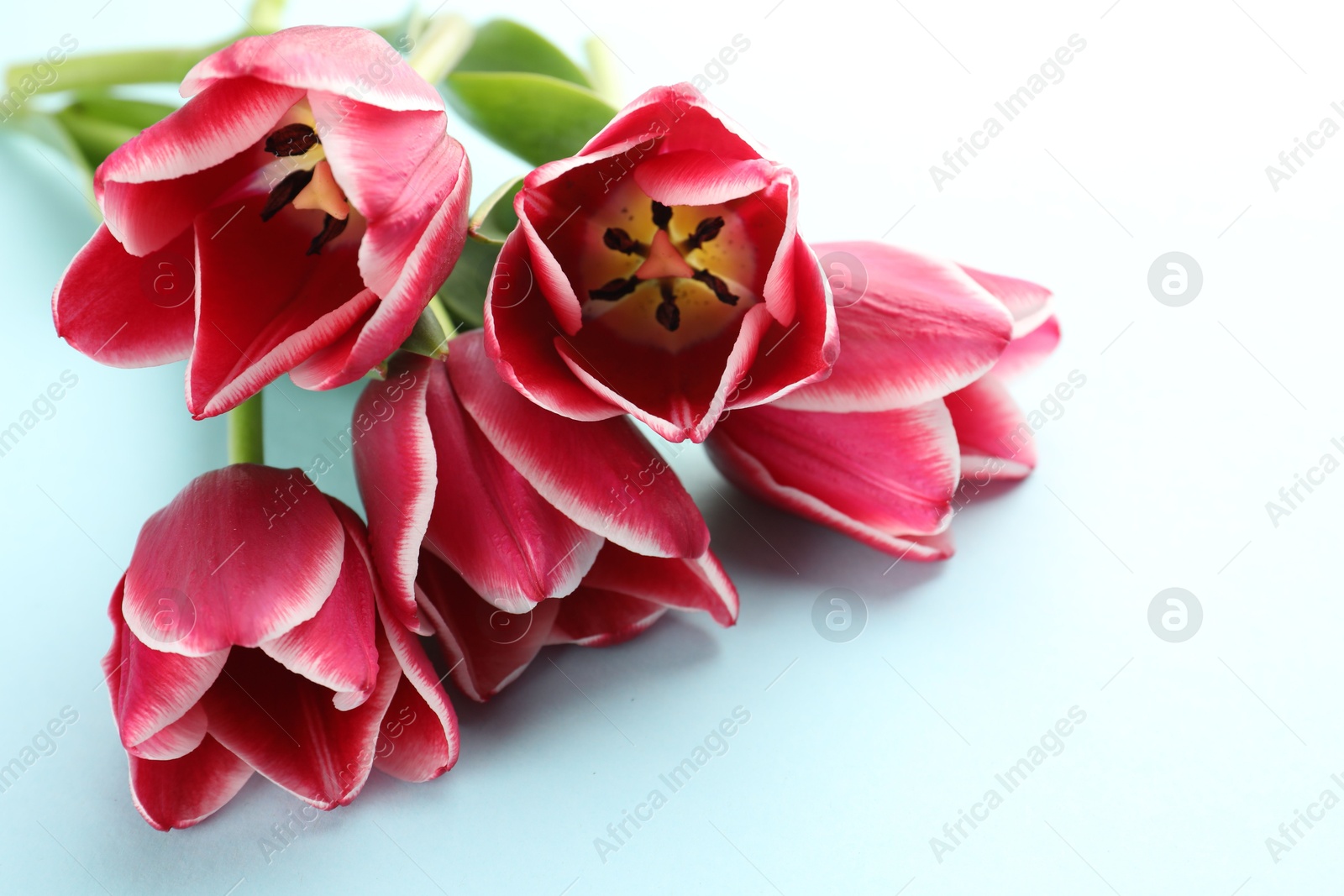Beautiful tulip flowers on light background, closeup Photo of Beautiful tulip flowers on light background, closeup