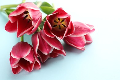 Photo of Beautiful tulip flowers on light background, closeup