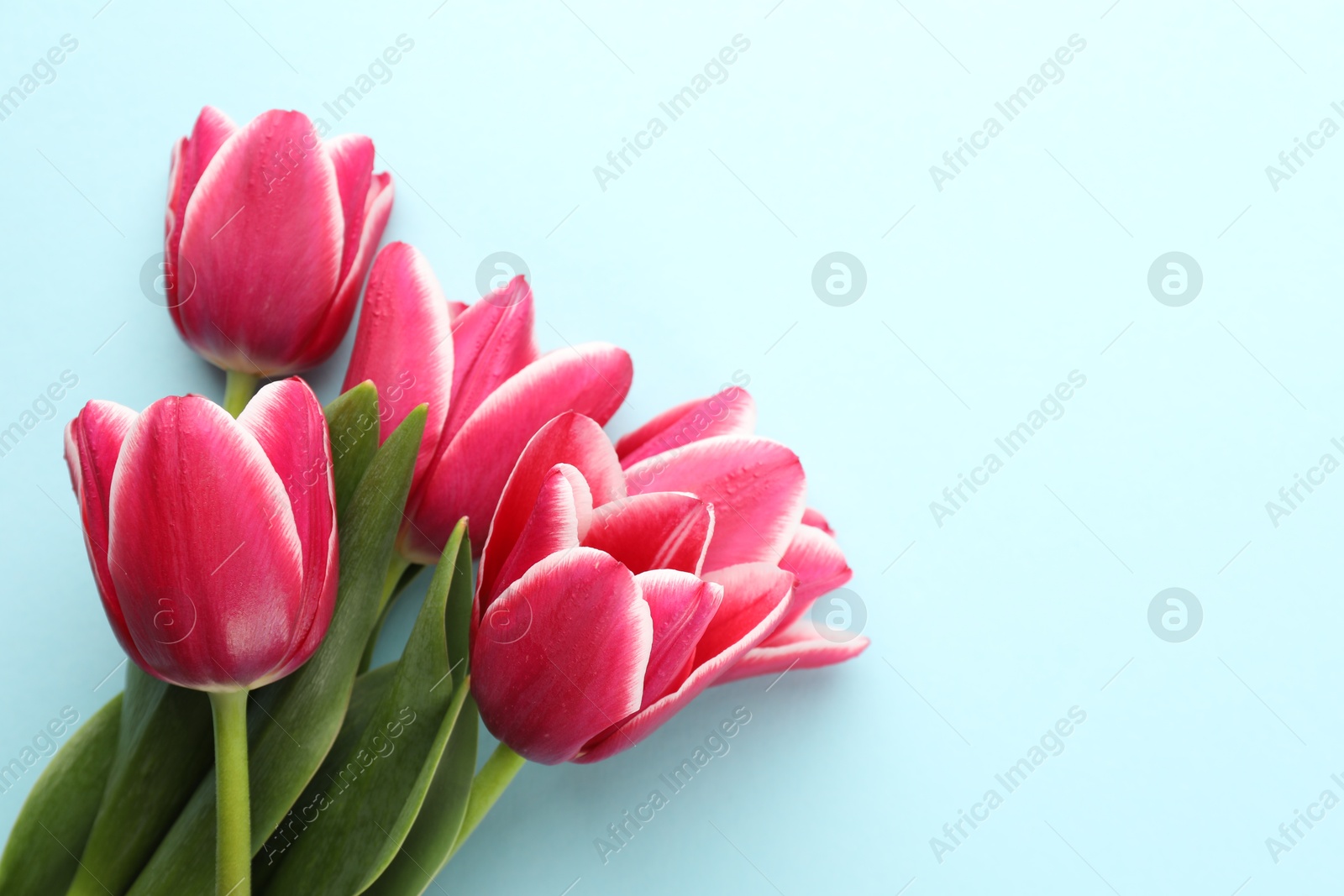 Beautiful tulip flowers on light background, top view. Space for text Photo of Beautiful tulip flowers on light background, top view. Space for text