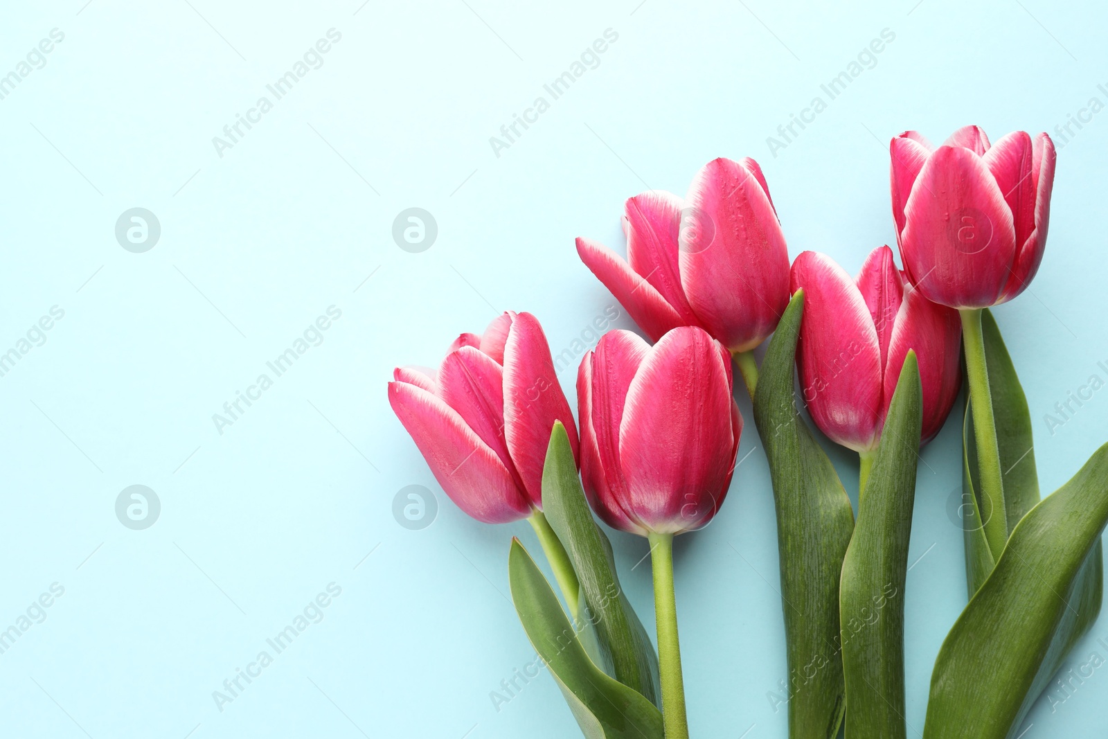 Beautiful tulip flowers on light background, top view. Space for text Photo of Beautiful tulip flowers on light background, top view. Space for text