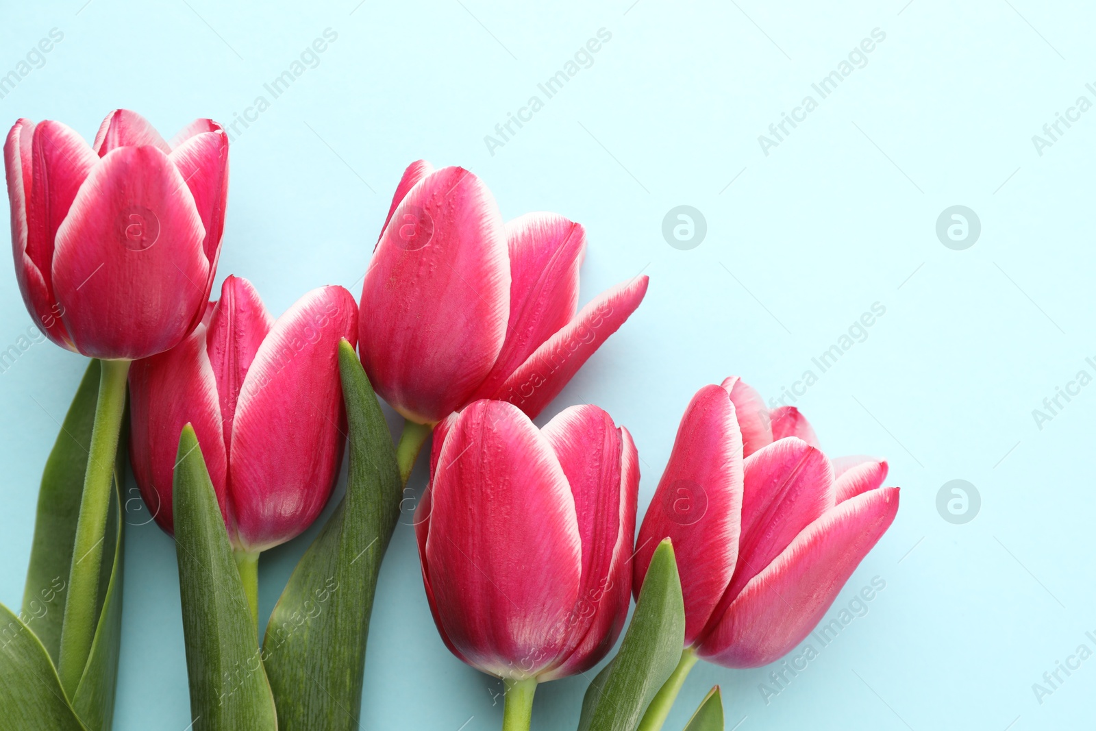 Beautiful tulip flowers on light background, top view Photo of Beautiful tulip flowers on light background, top view