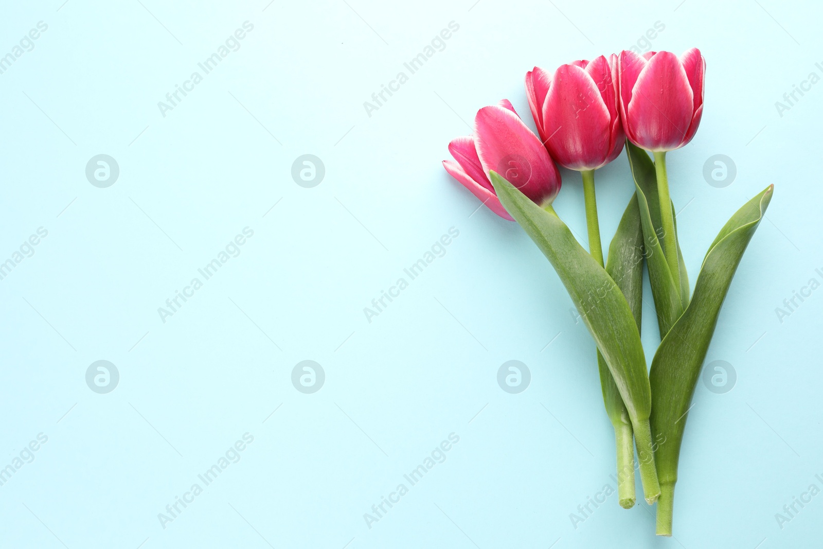 Beautiful tulip flowers on light background, top view. Space for text Photo of Beautiful tulip flowers on light background, top view. Space for text