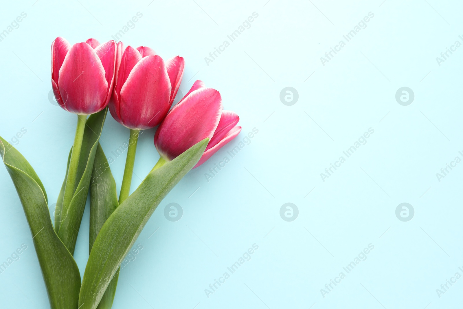 Beautiful tulip flowers on light background, top view. Space for text Photo of Beautiful tulip flowers on light background, top view. Space for text