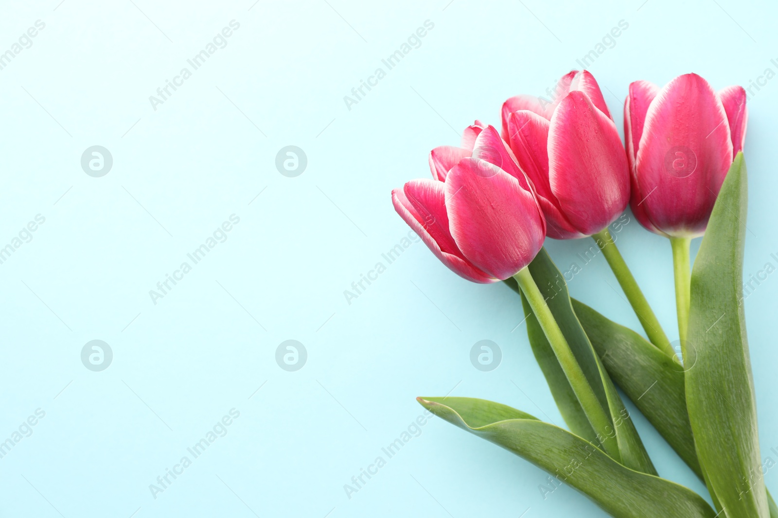 Beautiful tulip flowers on light background, top view. Space for text Photo of Beautiful tulip flowers on light background, top view. Space for text