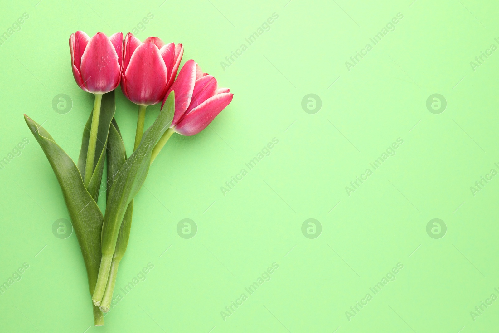 Beautiful tulip flowers on green background, top view. Space for text Photo of Beautiful tulip flowers on green background, top view. Space for text