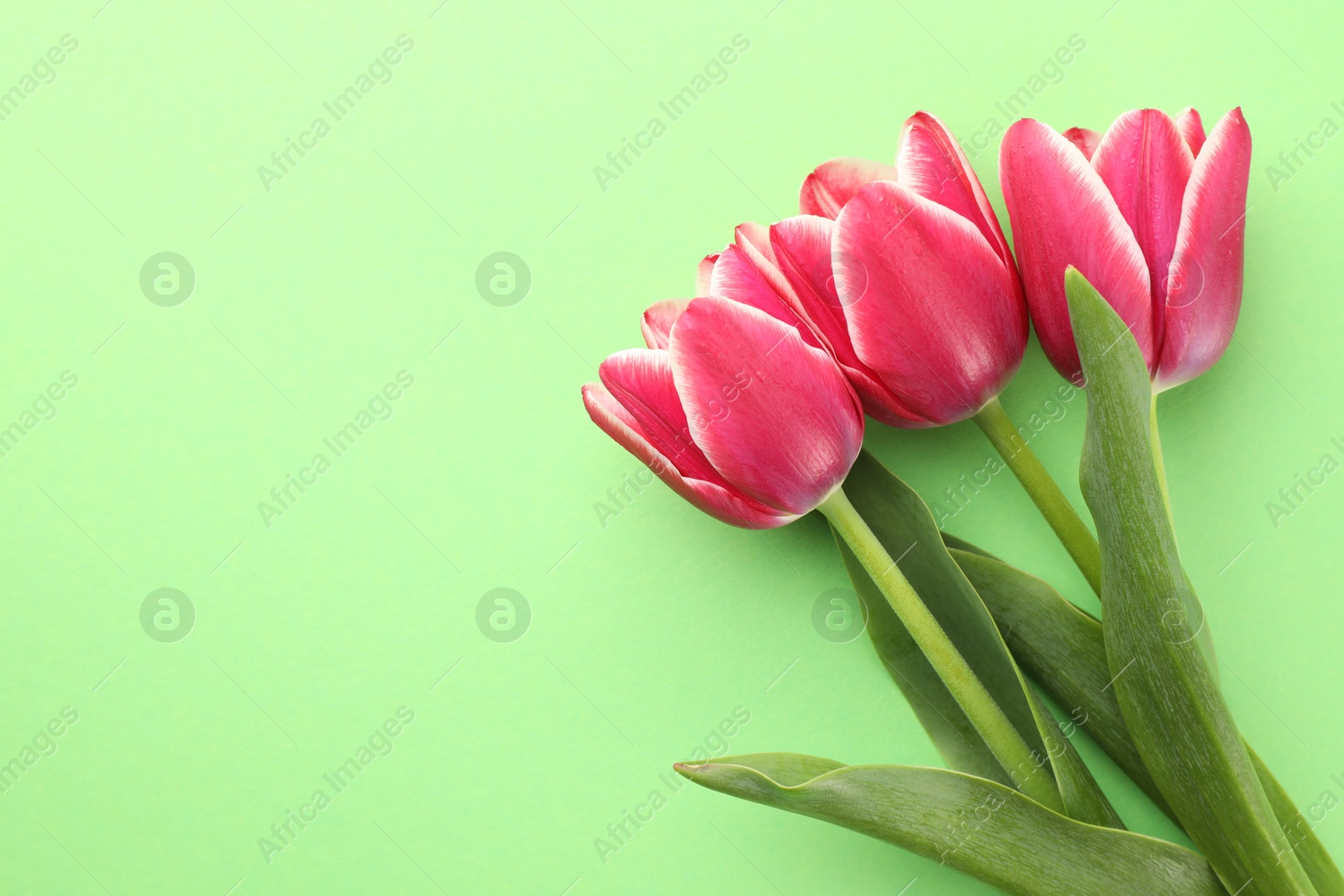 Beautiful tulip flowers on green background, top view Photo of Beautiful tulip flowers on green background, top view