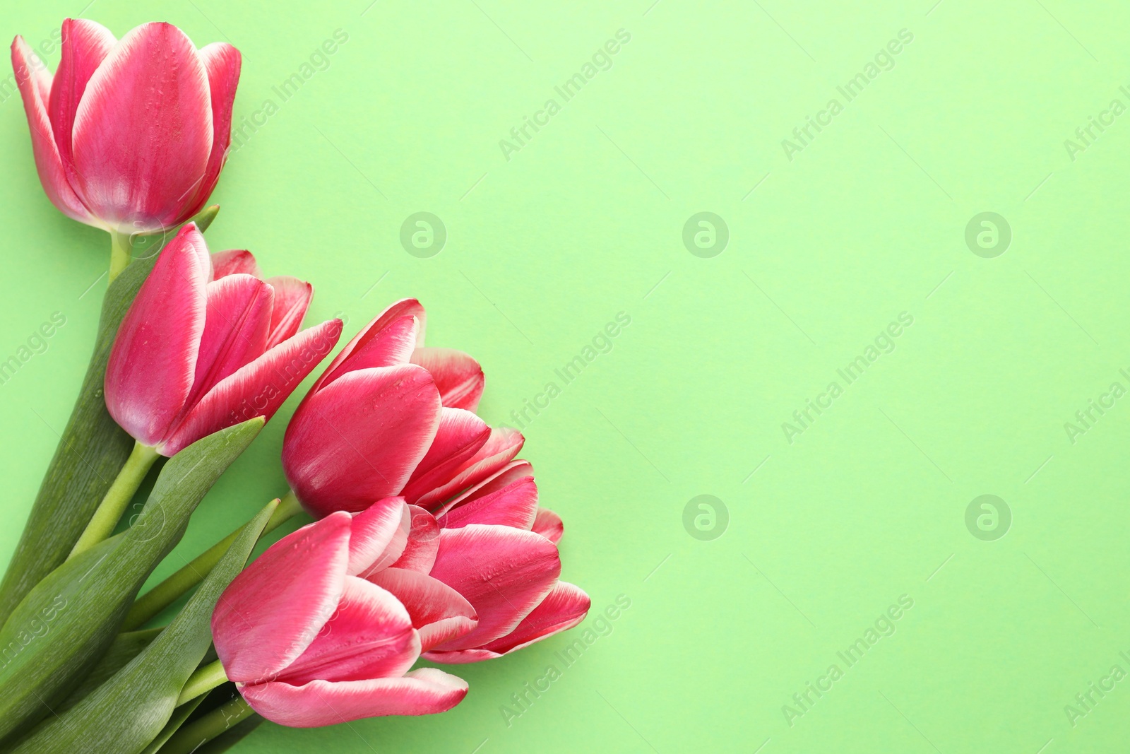 Beautiful tulip flowers on green background, top view. Space for text Photo of Beautiful tulip flowers on green background, top view. Space for text