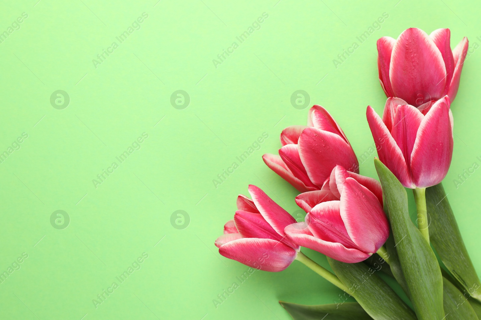 Beautiful tulip flowers on green background, top view. Space for text Photo of Beautiful tulip flowers on green background, top view. Space for text