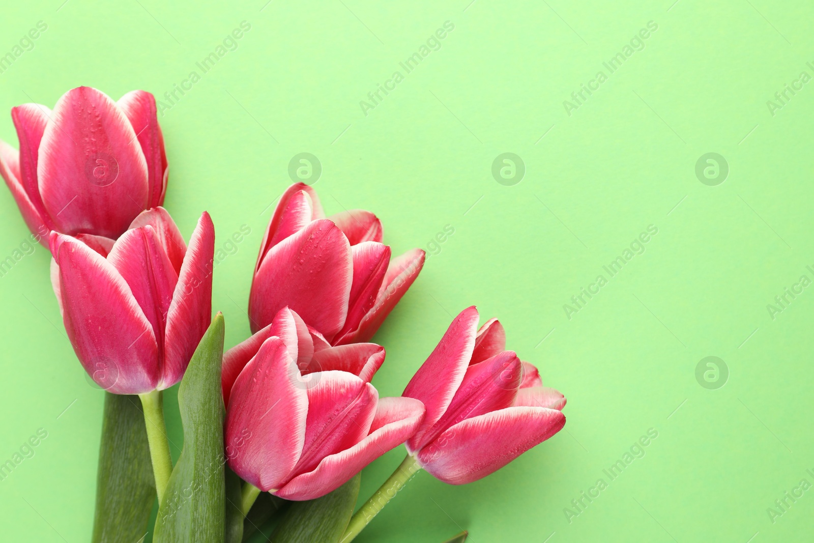 Beautiful tulip flowers on green background, top view. Space for text Photo of Beautiful tulip flowers on green background, top view. Space for text