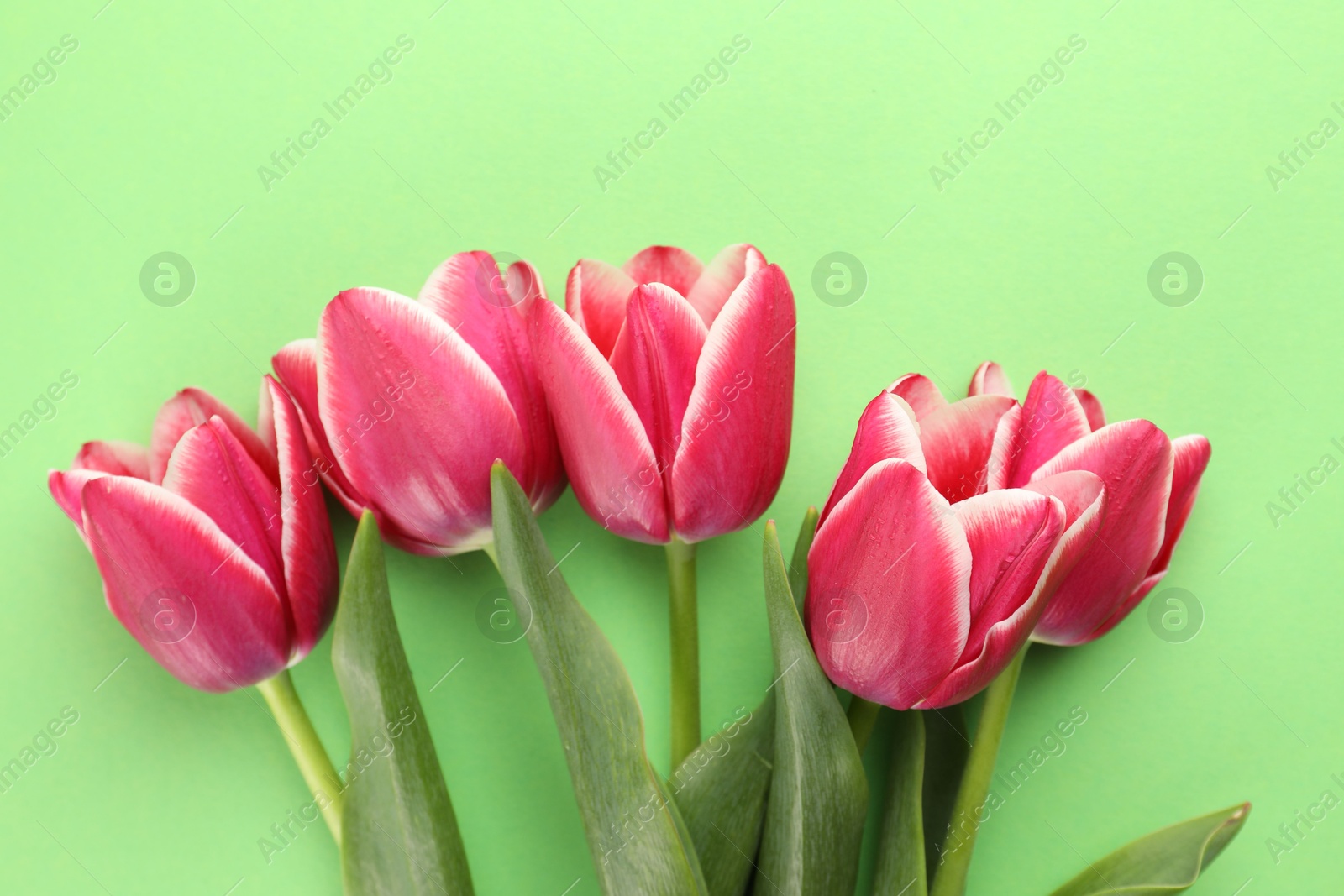 Beautiful tulip flowers on green background, top view Photo of Beautiful tulip flowers on green background, top view