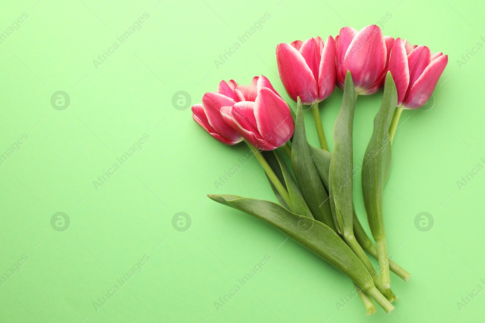 Beautiful tulip flowers on green background, top view. Space for text Photo of Beautiful tulip flowers on green background, top view. Space for text