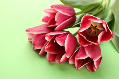 Photo of Beautiful tulip flowers on green background, closeup