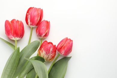 Photo of Beautiful tulip flowers on white background, top view. Space for text
