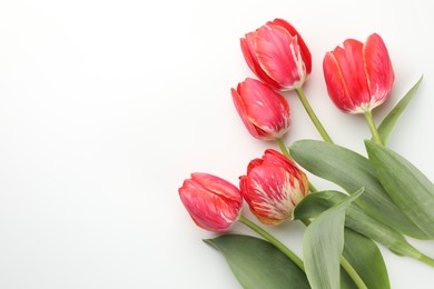 Photo of Beautiful tulip flowers on white background, top view. Space for text