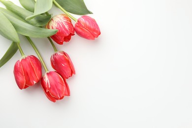 Photo of Beautiful tulip flowers on white background, top view. Space for text