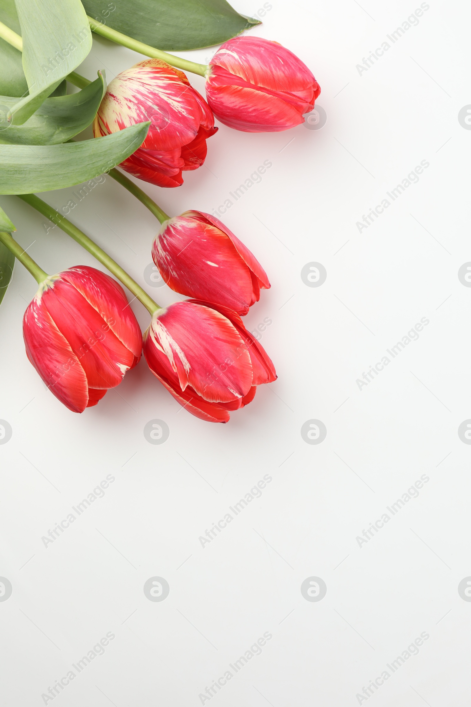 Beautiful tulip flowers on white background, top view. Space for text Photo of Beautiful tulip flowers on white background, top view. Space for text