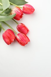 Photo of Beautiful tulip flowers on white background, top view. Space for text