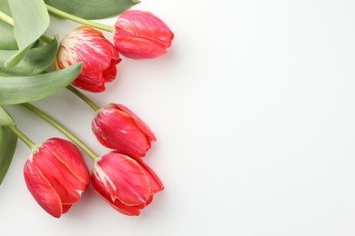 Photo of Beautiful tulip flowers on white background, top view. Space for text