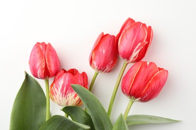 Photo of Beautiful tulip flowers on white background, top view