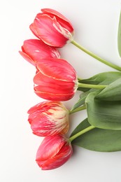 Photo of Beautiful tulip flowers on white background, top view