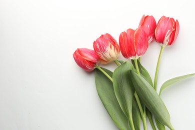 Photo of Beautiful tulip flowers on white background, top view. Space for text
