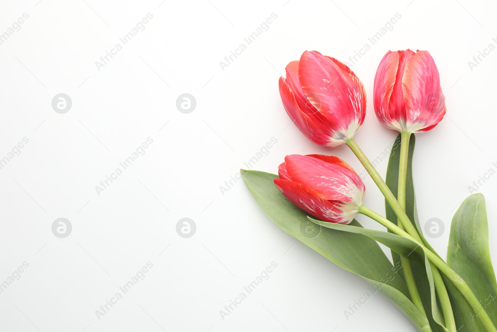 Beautiful tulip flowers on white background, top view. Space for text Photo of Beautiful tulip flowers on white background, top view. Space for text