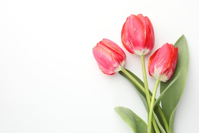 Photo of Beautiful tulip flowers on white background, top view. Space for text