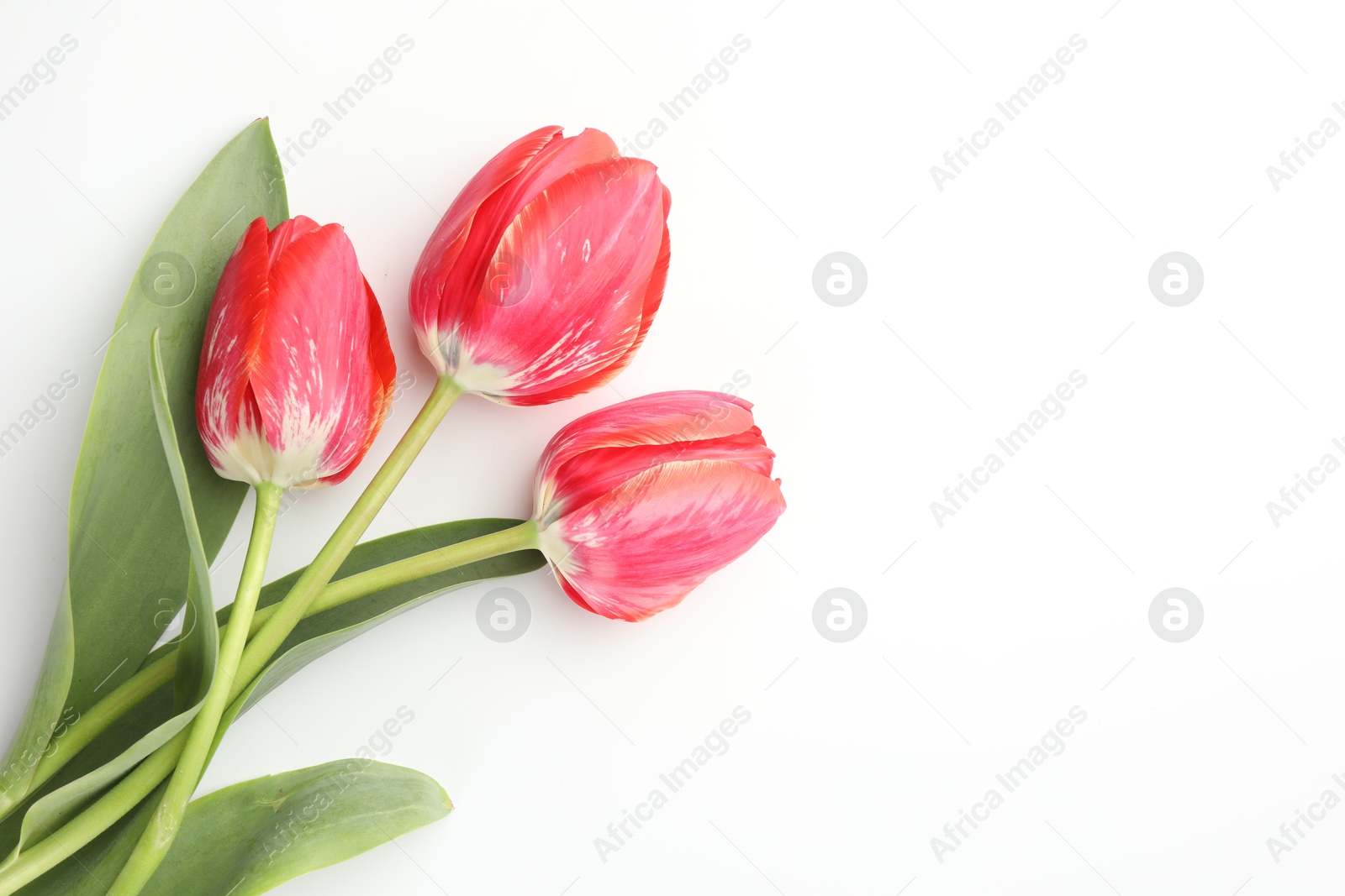Beautiful tulip flowers on white background, top view. Space for text Photo of Beautiful tulip flowers on white background, top view. Space for text