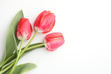 Photo of Beautiful tulip flowers on white background, top view. Space for text