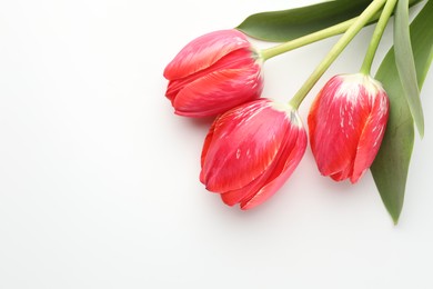 Photo of Beautiful tulip flowers on white background, top view. Space for text