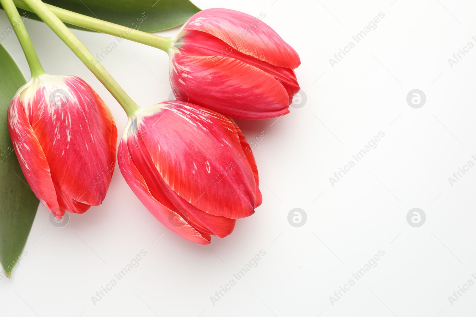 Beautiful red tulip flowers on white background. Space for text Photo of Beautiful red tulip flowers on white background. Space for text